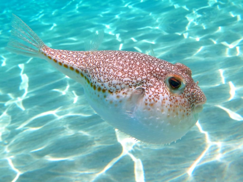 Pesce palla Torquigener flavimaculosus dall''isola di Elafonissos